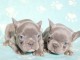 chiot type bouledogue français a donner 