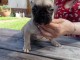 chiot bouledogue français mâle disponible 