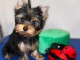 Chiot yorkshire terrier femelle pour adoption 