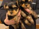 Deux chiots York Toy disponibles 