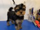 Dons chiot yorkshire terrier 