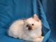 chaton ragdoll mâle pour adoption 