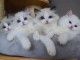 Dons chatons ragdoll sont disponibles 