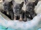 chiot bouledogue français disponibles pour adoption 