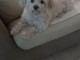 chiot bichon maltais mâle disponible 