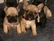 Magnifique chiots bouledogue français a donner 