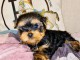 Je donne chiot yorkshire terrier 