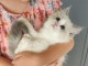 je donne chaton Ragdoll LOOF femelle 