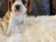 chiot cavalier king charles disponibles pour adoption 