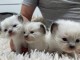 Magnifique chatons Ragdoll LOOF 