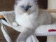 chaton Ragdoll à adopter urgent 