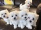 Chiot bichon maltais à donner 