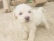 Je donne chiot bichon maltais femelle 