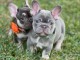 adorable chiot bouledogue français a donner 