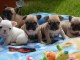 Bébé chien bouledogue français disponibles 