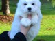 chiot type coton Tuléar disponibles pour adoption 