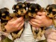 Adoption chiot yorkshire terrier adorable 