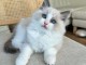 chaton ragdoll mâle pour adoption 