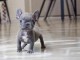 chiot bouledogue français mâle a donner 