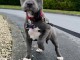 chiot Staffie a donner contre bon soin 