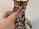 chaton Bengal disponibles pour adoption 