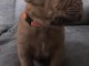 chiot dogue bordeaux à donner mâle 