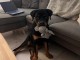 Chiot rottweiler pour adoption 