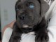 Adorable chiot Cane Corso LOF 