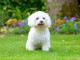 Chiots bichons disponible