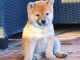 Shiba Inu chiots à vendre