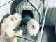 mignons chiots spitz nain