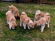 Chiots Akita Inu Japonais