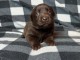 Chiots Labrador Retriever male a donner