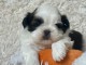 Chiots Shih Tzu a donner urgent 