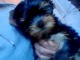 Chiots de type Yorkshire Terrier pour adoption 