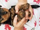 Chiots de type Yorkshire Terrier A DONNER  