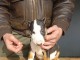 Bull Terrier Standard Chiots