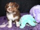 Adorable chiots berger australien