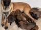 Chiots Malinois Pure Race LOF