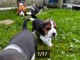 Très Belle portée de chiots Beagle pure race