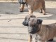 Berger Belge Malinois chiots