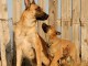 Superbe portée de chiots Beger Malinois pure race