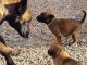 Superbe portée de chiots Beger Malinois