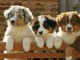 Adorables chiots berger australien 