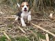 Chiot beagle pour adoption 