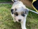 Chiot berger australien male a donner 