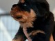 Chiot Rottweiler femelle a donner 