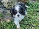 Chiot cavalier King Charles a adopté 