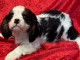 Chiot cavalier King Charles a adopté 