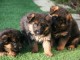 Dons chiot berger allemand disponible 